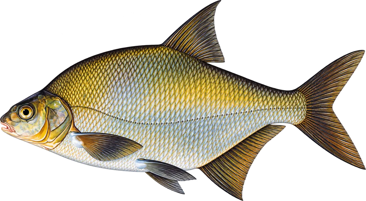 Brachse, Illustration