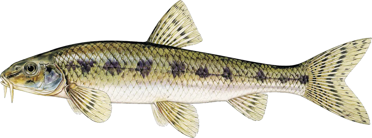 Hrouzek obecný, ilustrace