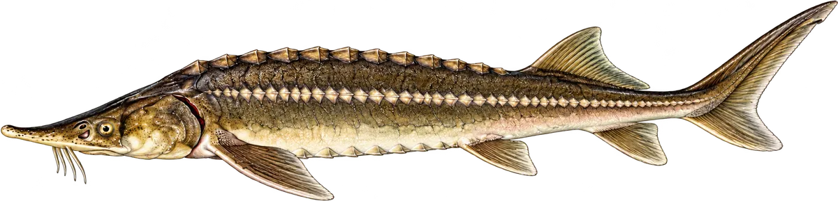 Jeseter malý, ilustrace