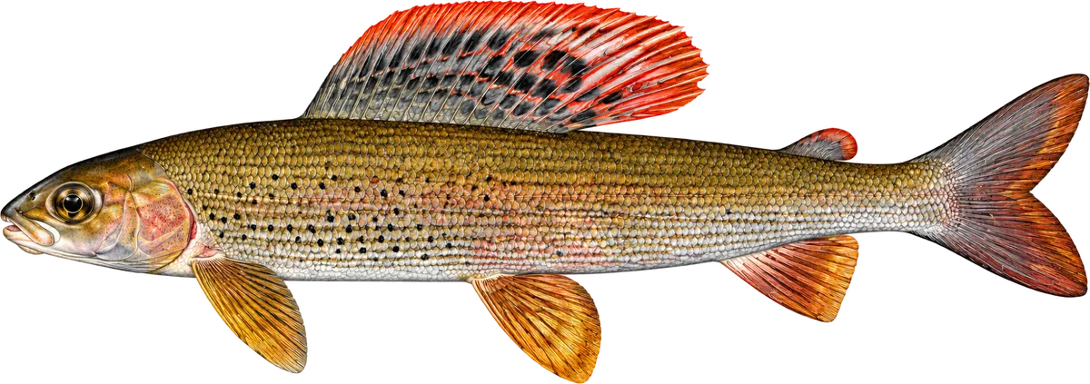Lipan podhorní, ilustrace