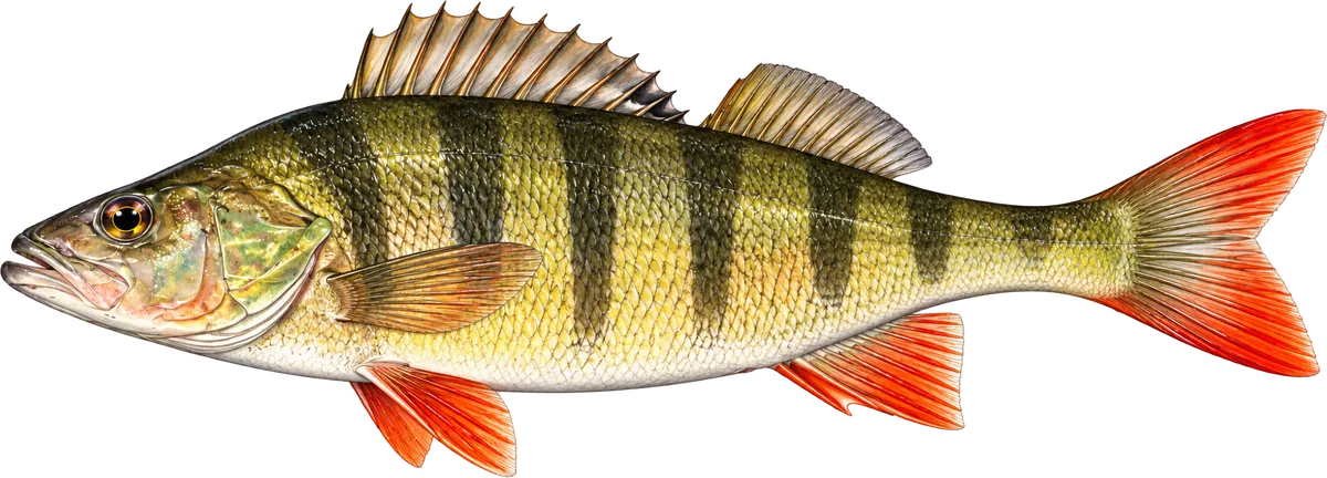 Okoń, ilustracja