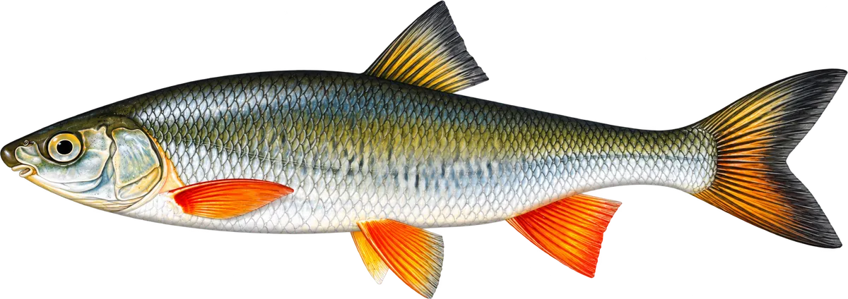 Common nase, illustration