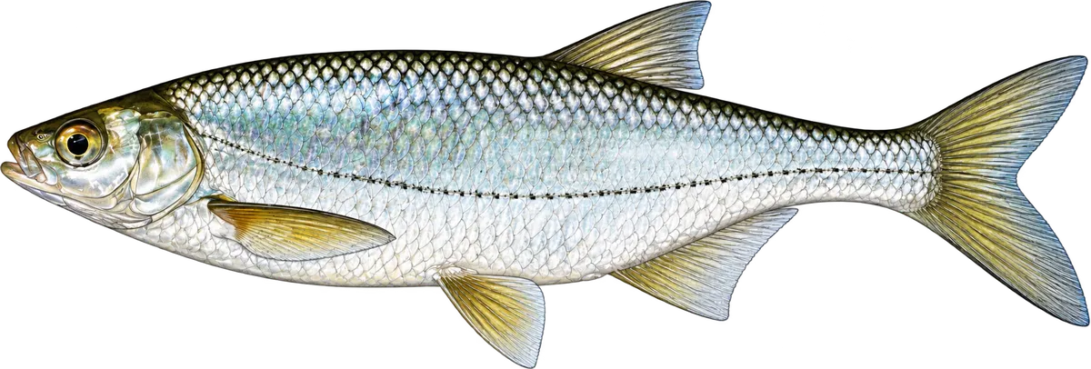 Ouklej obecná, Illustration
