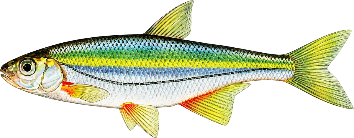 Ouklejka pruhovaná, ilustracja