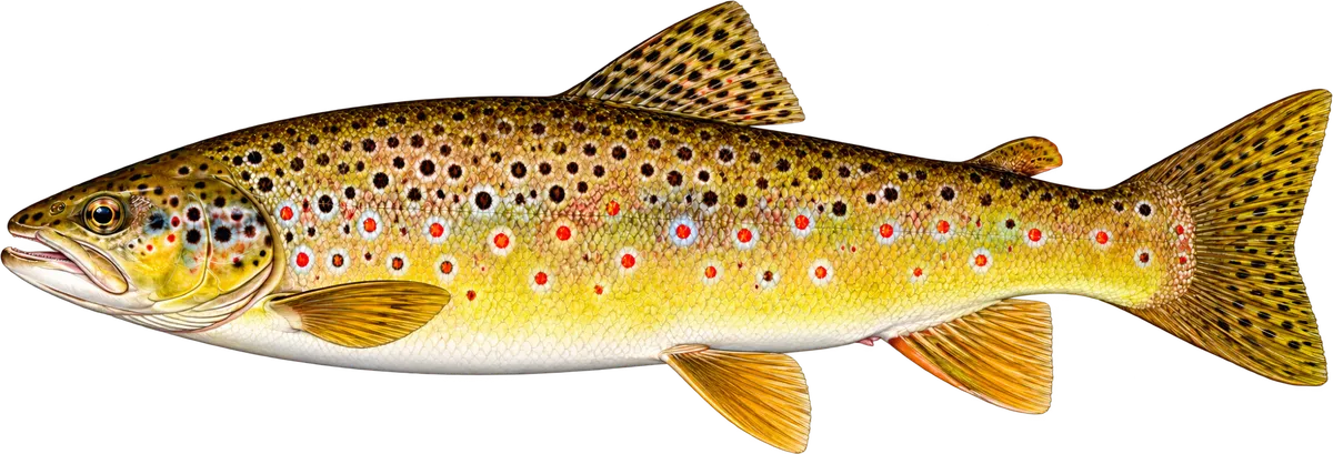 Bachforelle, Illustration