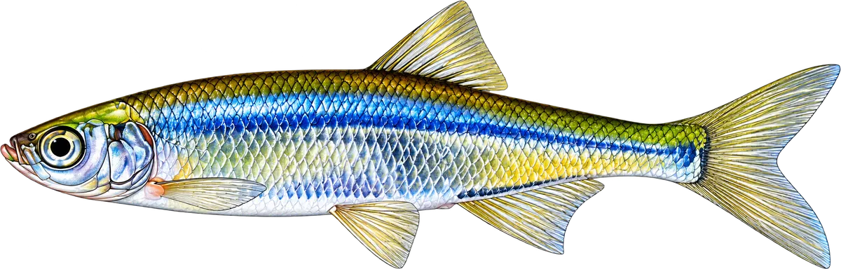 Slunka obecná, ilustrace